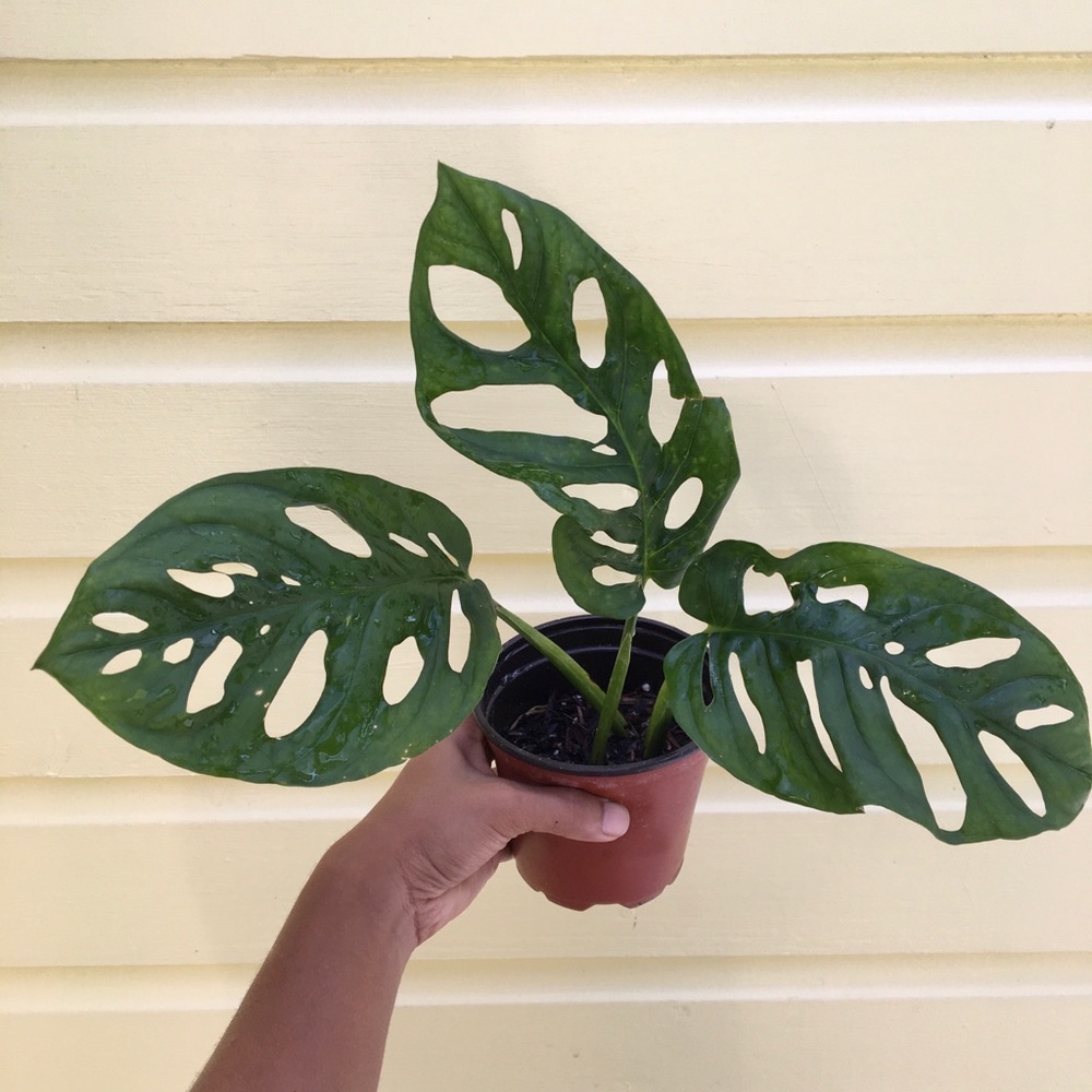 Monstera adansonii - Swiss cheese plant